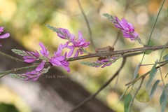 Indigofera cassioides